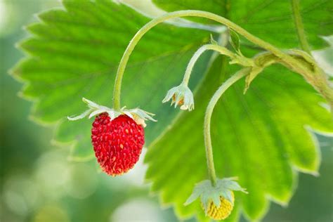 Most Popular Strawberry Varieties