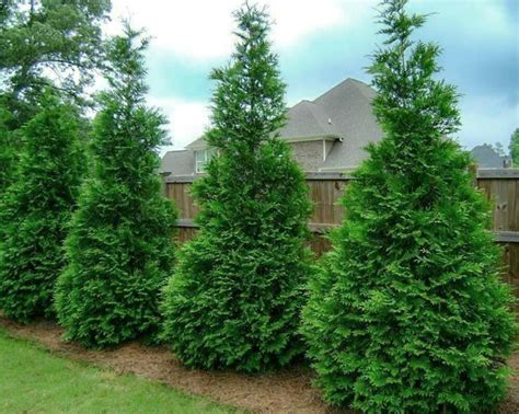 Green Giant' Arborvitae Evergreens | McMakin Farms