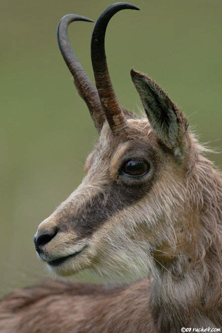 chamois, animal to see in France | Travel in Europe | Pinterest ...