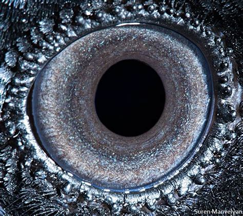 A Raven's eye up close, photograph by Suren Manvelyan | Eye close up, Macro photos, Extreme close up