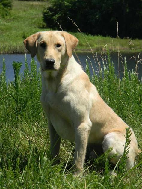 Hunting Labrador Retriever Breeders | PETSIDI