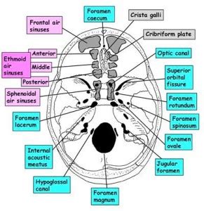 Structures passing through foramina of skull – Medchrome