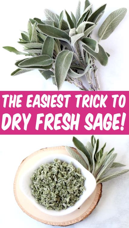 How to dry sage leaves fast easy diy herb drying trick – Artofit