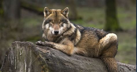 Wolf vs Dog - Are wolves and dogs similar and can they breed?