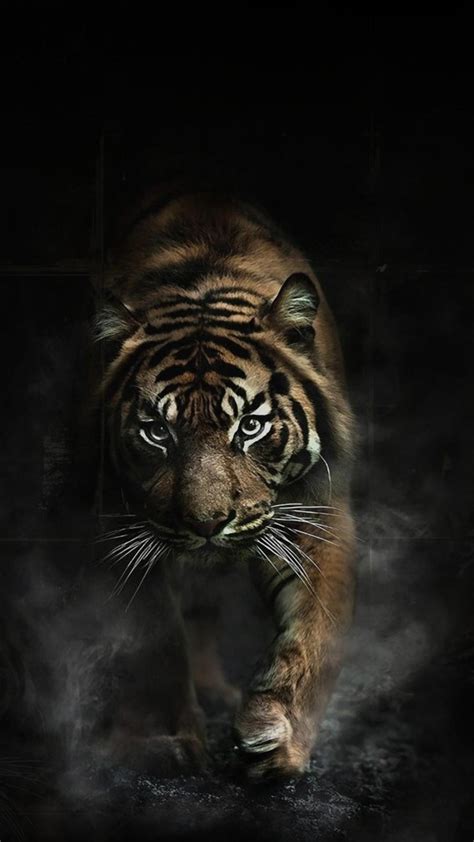 Tiger iPhone Wallpapers - Top Free Tiger iPhone Backgrounds - WallpaperAccess