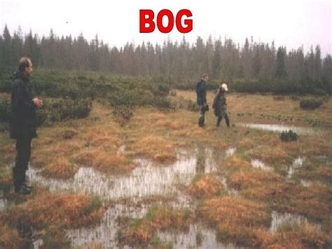 Bog