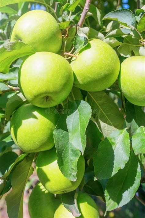 Apple Tree, Green Apples on the Tree Stock Photo - Image of healthy ...