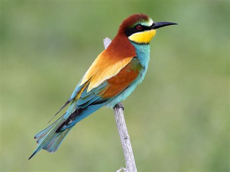 European Bee-eater - eBird