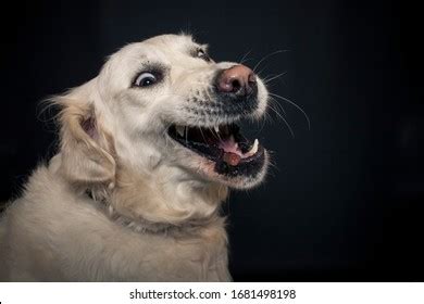 Golden Retriever Studio Fat Dog Make Stock Photo (Edit Now) 1681498198