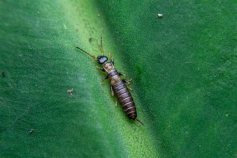 How to Stop Earwigs From Invading Your Home & Garden