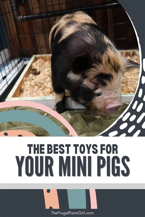 Mini Pig Care, Mini Pig Pet, Mini Pigs, Potbelly Pig Care, Mini ...