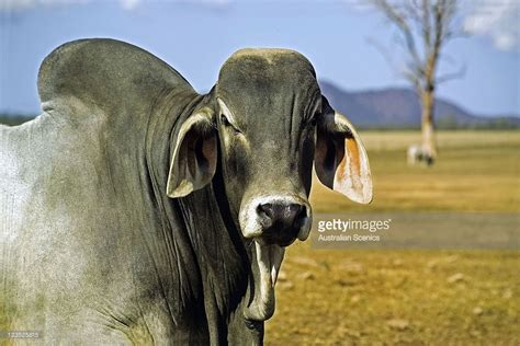 Brahman Cattle Australia : Australian Brahman Cattle Breeders Samari Red Brahmans - The cattle ...