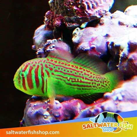 Green Clown Goby for sale Green Clown goby fish for sale near me