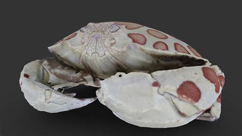 Arthropod: Hepatus epheliticus - Download Free 3D model by Digital Atlas of Ancient Life ...