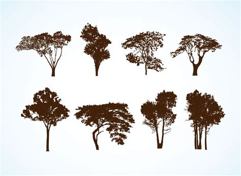 Free Vector Trees | Tree sketches, Tree drawing, Vector trees