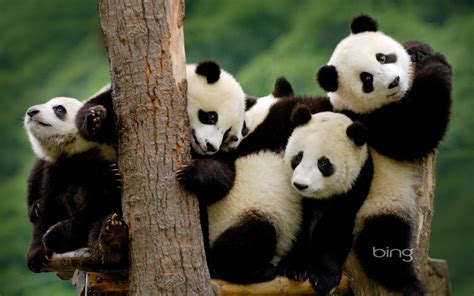 250+ Panda HD Wallpapers | Background Images