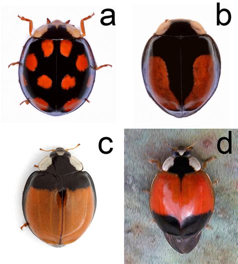 Harmonia axyridis (a) forma axyridis; (b) forma intermedia (photos ...