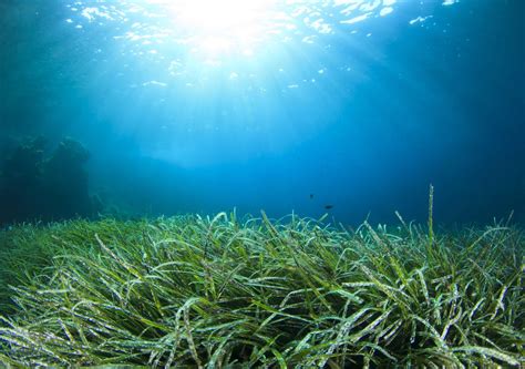 Seagrass meadows to be restored off the Welsh Coast