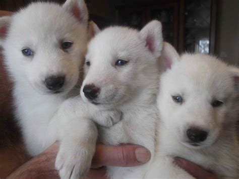 All White Husky Puppy For Sale | PETSIDI