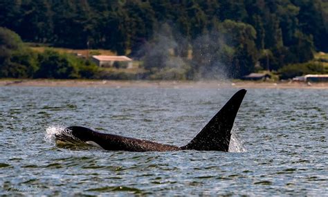 Photos: Orcas spotted in Puget Sound this weekend | KOMO