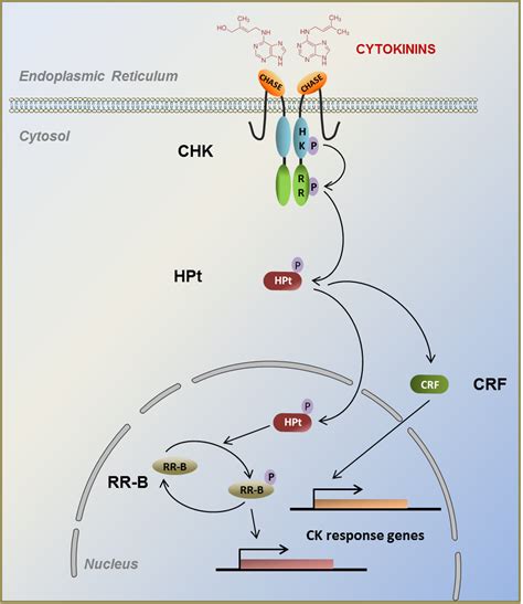 EA2106 BBV (Biomolécules et Biotechnologies Végétales)