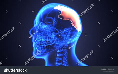 3d Illustration Human Skull Anatomy Diagram Stock Illustration 1100380202 | Shutterstock