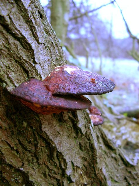 Free Stock Photo 114-mushrooms_1454.jpg | freeimageslive