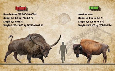 Size Comparison Extinct Animals, Prehistoric Animals, 2000s Fashion ...