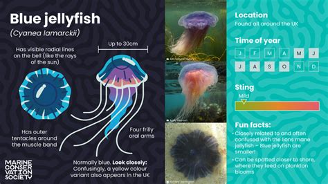 Manubrium Jellyfish