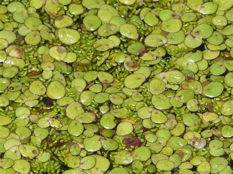 Toronto Wildlife - More Common Duckweed