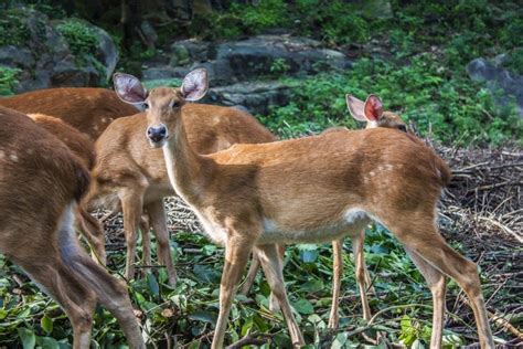 Sangai Deer, and their only habitat – The Childrens Post of India