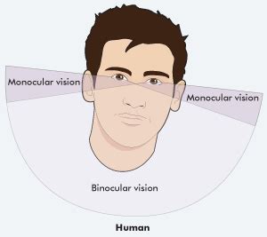 Living with Monocular Vision | Ocular Prosthetics, Inc.