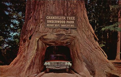 Chandelier Tree - Underwood Park Redwood Highway, CA