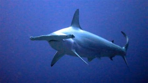 Scalloped Hammerhead: Why Is It Endangered?