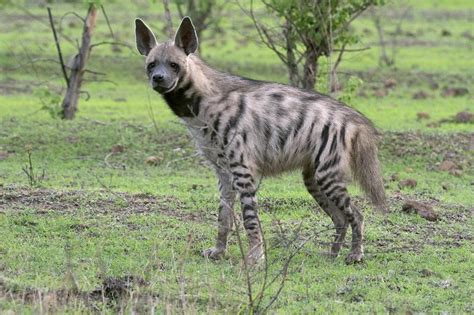 Food supply, protection determine denning habits of striped hyenas ...