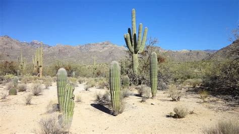 Top 9 Most Mysterious Desert Plants In The World - The Mysterious World