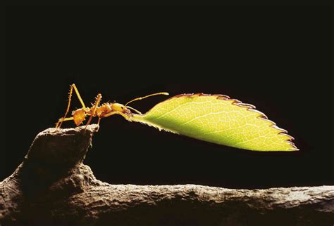 9 Facts About Leafcutter Ants