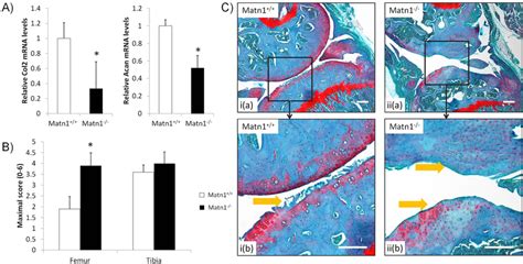 Characterization of knee cartilage degeneration. Destabilization of the ...