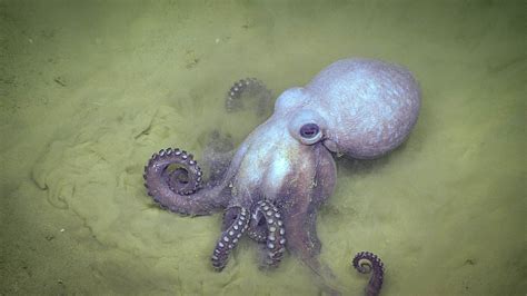 NOAA Ocean Explorer on Twitter | Octopus, Octopus photos, Ocean creatures