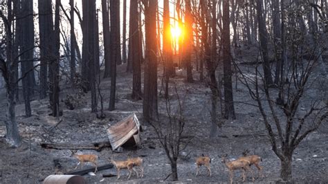 NorCal towns burned by wildfire now fear flooding, toxic runoff from ...