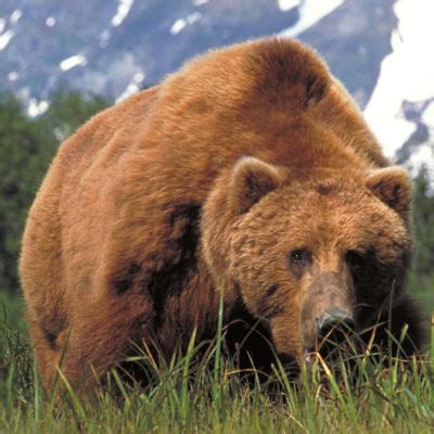 Brown / Grizzly Bear - North American Bear CenterNorth American Bear Center