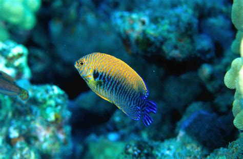 10 Top Reef Tank Angelfish Safe for Invertebrates