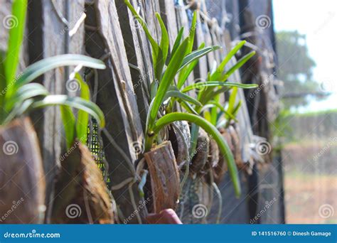 Orchid Plant Propagation Method Stock Photo - Image of growing, husk ...