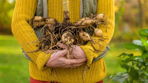 Preserving Precious Tubers | Gardening Know How