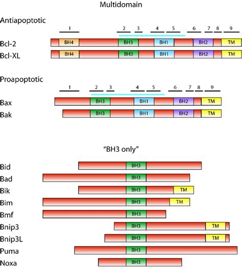 The Bcl-2 family. Domain structure of Bcl-2 family proteins is shown... | Download Scientific ...