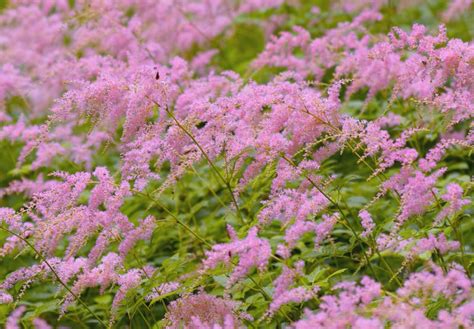 10 Perfect Astilbe Varieties For The Garden | Horticulture.co.uk