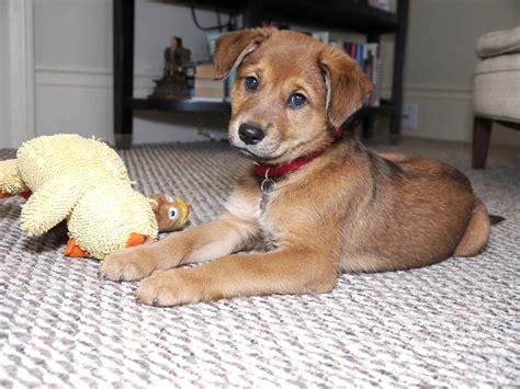 Borador, Labrador Retriever and Border Collie Mix - SpockTheDog.com