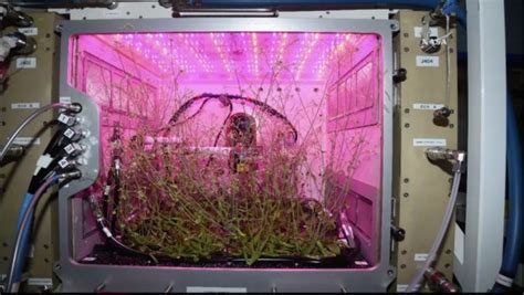 NASA has successfully grown plants in space - Gareeb Scientist