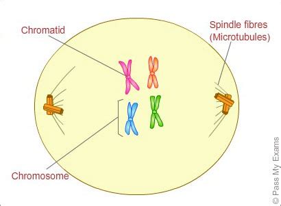 Mitosis Phases Animation