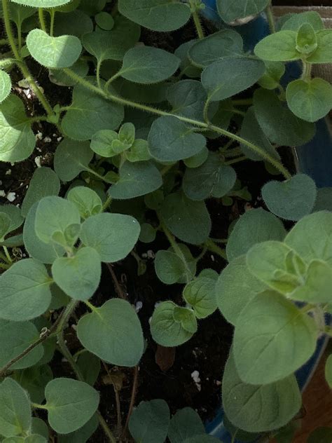 How to Dry Fresh Oregano - Sustainability Chronicles